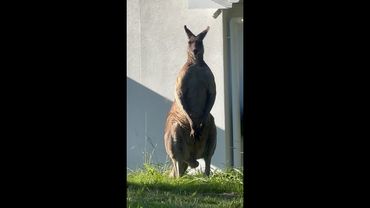 Aussie woman in disbelief after spotting ‘humongous’ kangaroo on her lawn