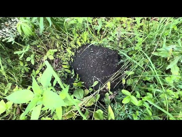 🔥ОГРОМНЫЕ МУРАВЕЙНИКИ , ТЕРМИТЫ . В поисках веников !
