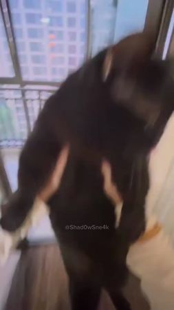 #catcore #catsoftiktok #cat 