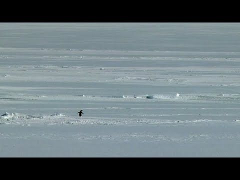 Пингвин. Депрессия.