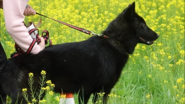 ДТ - 361. Овчарки и волкособ в поле: истина или сознание