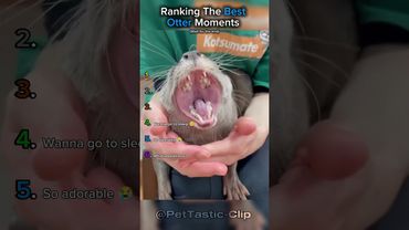 Classificando os melhores momentos das lontras