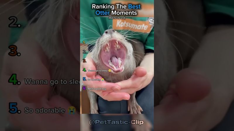 Classificando os melhores momentos das lontras