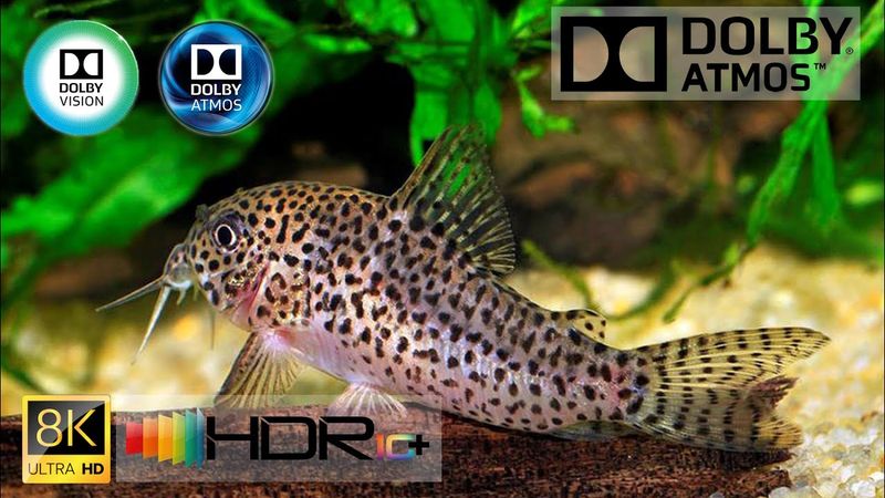 8K 4K HDR 10+ 60FPS ● Dolby Vision ● Dolby Atmos● Trailer video: Our Planet: Life of the endangered