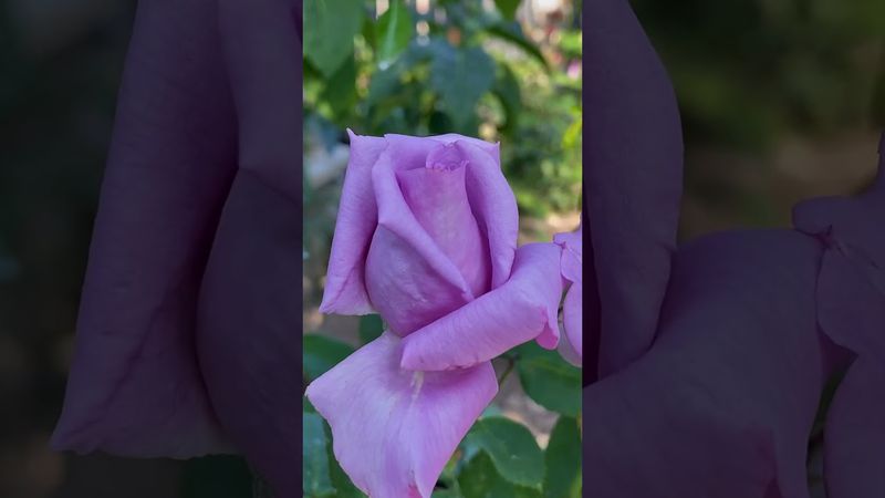 Троянда Індіголетта (Indigoletta) #flower #gardening #flowerrose #трояндовий_канал #троянди_україни