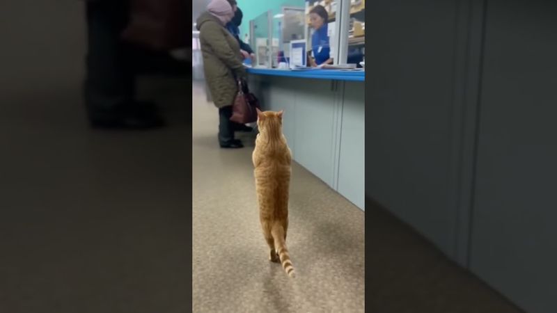 Кот В ОЧЕРЕДИ на получение посылки. #кот #cat #catlovers #почта #очередь #котики