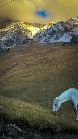 Kazbegi 🏔️ ყაზბეგი ❤️ #mountains #georgia #animals #bbc #global 