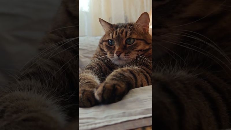 Играть в карты 🃏🙀😉🤣 #cat #кот #юмор #котушка #приколы #цитаты