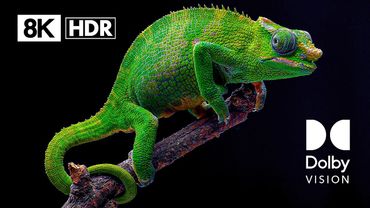 WILDLIFE DOLBY VISION™ COMPILATION - 8K ULTRA HD HDR 60 FPS