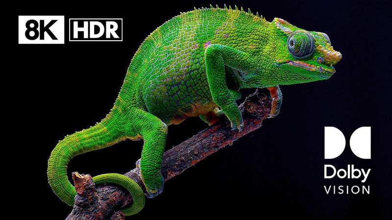 WILDLIFE DOLBY VISION™ COMPILATION - 8K ULTRA HD HDR 60 FPS