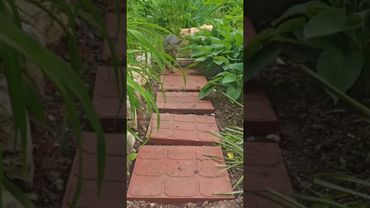 Стой!🙀😼😺🤣 #cat #кот #юмор #котушка #приколы #цитаты