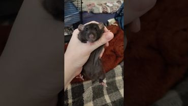 мой тг t.me/rats_for_u #крыса #rat #животные #милота