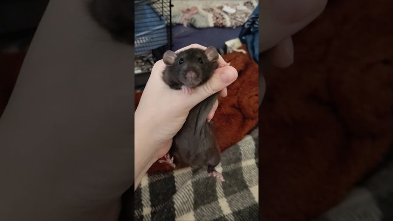 мой тг t.me/rats_for_u #крыса #rat #животные #милота