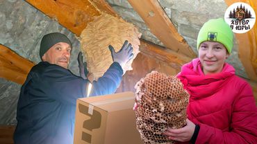 Вторая жизнь хутора в лесу. Что было внутри? Уничтожено гнездо шершней. Открыли посылку из Германии.