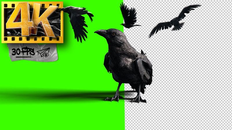 Black Crow (part 1) | Bird flying Green Screen | Footage 4K