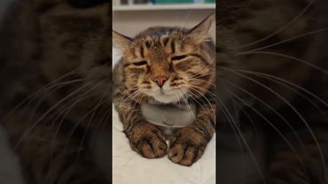 Satisfaction 😹💕🤩❤ #cat #remix #music #котушка #dance #приколы