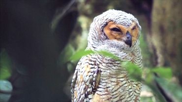 Тропический лес, храмы и места пыток внесли в список ЮНЕСКО