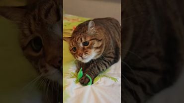 Комары достали🦟🩸🙀🤣 #cat #кот #юмор #котушка #приколы #цитаты #смех