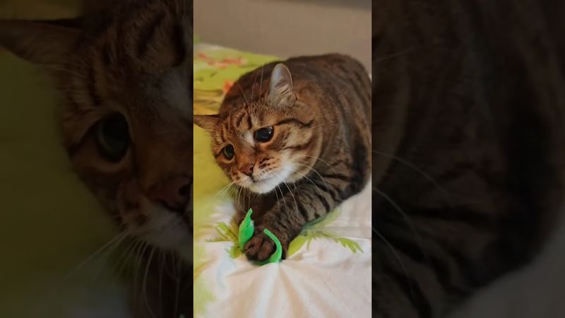 Комары достали🦟🩸🙀🤣 #cat #кот #юмор #котушка #приколы #цитаты #смех