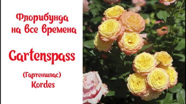 Роза Gartenspass (Гартеншпас) фантастическая флорибунда от Kordes