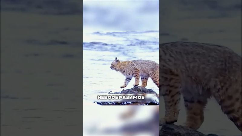 Аномальные прыжки рыси😱