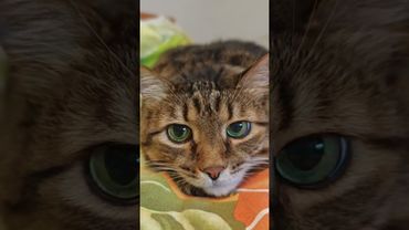 Чёрный юмор 🙀🤔🙄🤫🤗 #cat #кот #юмор #котушка #приколы #цитаты