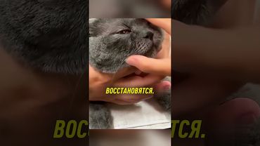 Здоровье кошачьих глаз под вашим контролем 😯