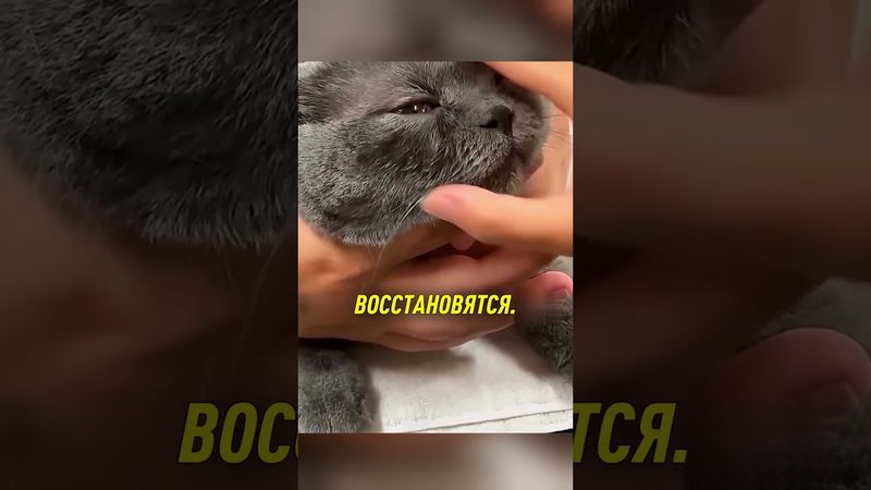 Здоровье кошачьих глаз под вашим контролем 😯