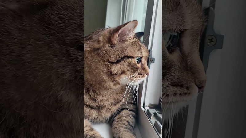 Добрый день 😻🤩😍❤ #cat #кот #юмор #котушка #приколы #цитаты #мем