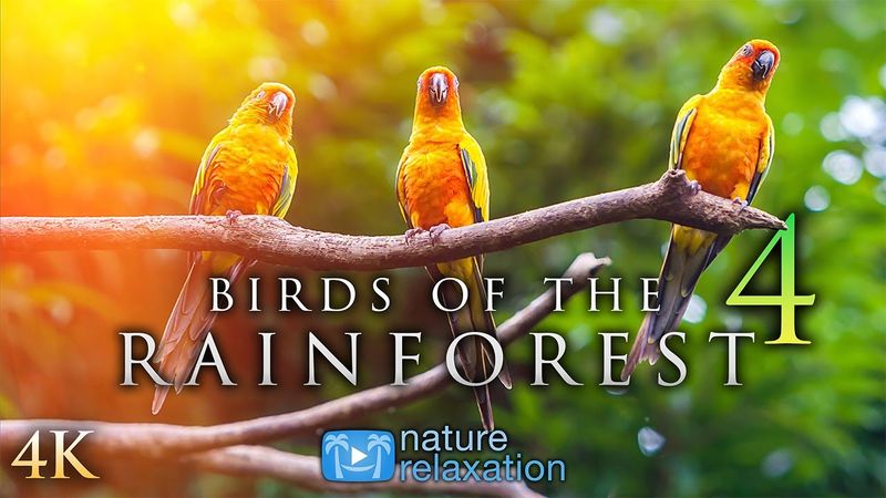 (4K) Breathtaking Colorful Birds of the Rainforest PART IV 1HR Wildlife Nature Film + Jungle Sounds