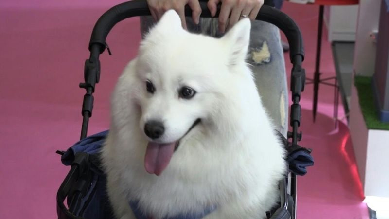 Chinese animal lovers flock to Asia Pet Fair in Shanghai | AFP