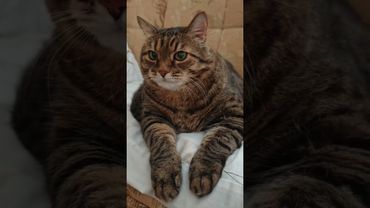 Знать себе цену 🙀😉🤔🤣 #cat #кот #юмор #котушка #приколы #цитаты