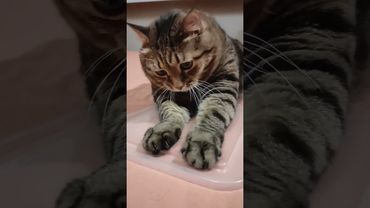 Потанцуем?🕺💃😻🤩 #cat #кот #котушка #music #remix #flashback #audio #приколы