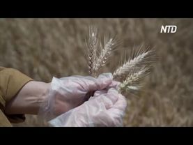 Засуха на северо-западе Китая в два раза сократила урожай пшеницы