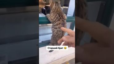 Старший брат вне очереди 😂 #приколысживотными #shortsvideo #shorts #cat
