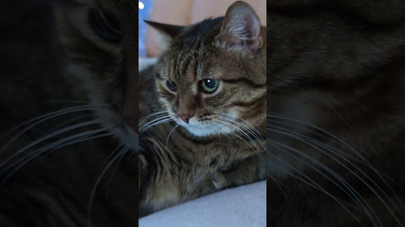 По любви 🙀💸😉🤣 #cat #кот #юмор #котушка #приколы #цитаты