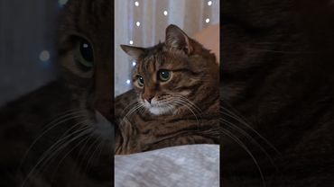 Девочка белочка 🐿️🙀😉🤣 #cat #кот #юмор #котушка #приколы #цитаты