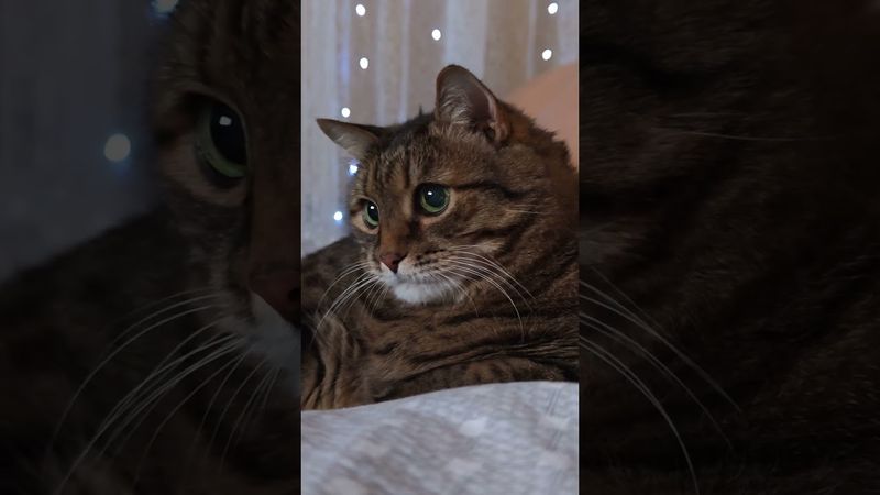 Девочка белочка 🐿️🙀😉🤣 #cat #кот #юмор #котушка #приколы #цитаты