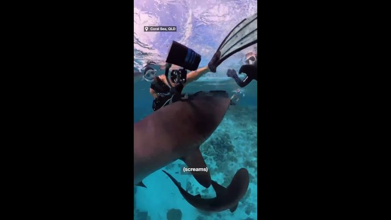 Jaw-dropping moment sharks attack diver's camera