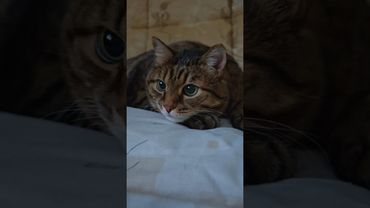 Эксперты утверждают 🙀🤔😉🤣 #cat #кот #юмор #котушка #приколы #цитаты