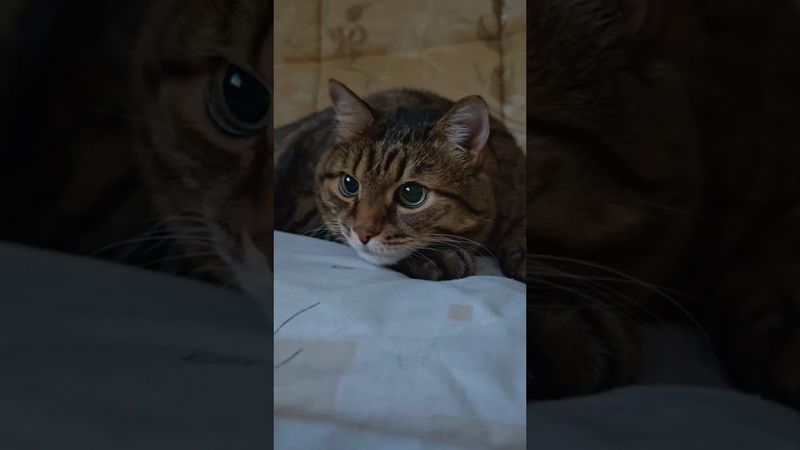 Эксперты утверждают 🙀🤔😉🤣 #cat #кот #юмор #котушка #приколы #цитаты