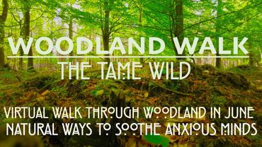 4K Virtual English Woodland Walk in Summer. no music. Captain's Wood Suffolk