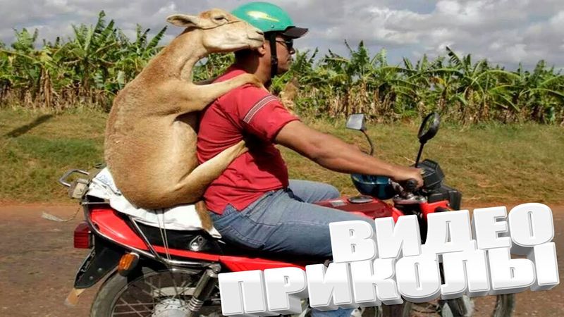 Чудики из ТИК ТОК 🤣😎👍 , лучшие приколы и видео 2025 \ СМЕШНЫЕ ВИДЕОПРИКОЛЫ