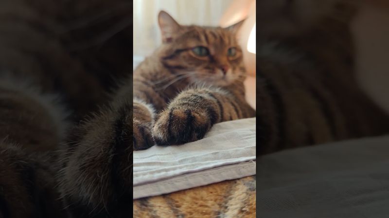 Мина 🙀😳🙄🤣 #cat #кот #юмор #котушка #приколы #цитаты