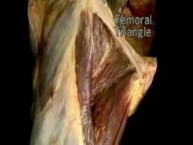 Паховая связка и бедренный треугольник