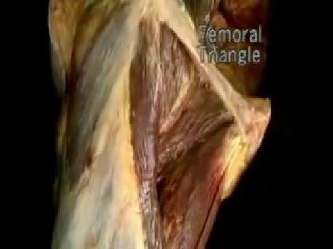 Паховая связка и бедренный треугольник