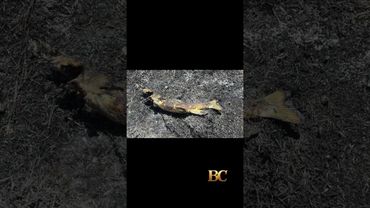 A bird dropped a fish on power lines and sparked a brush fire in Canada, firefighters say