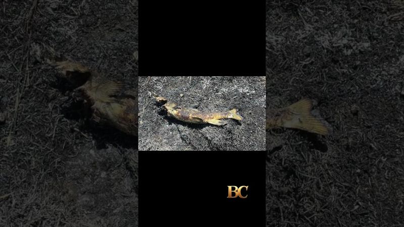 A bird dropped a fish on power lines and sparked a brush fire in Canada, firefighters say