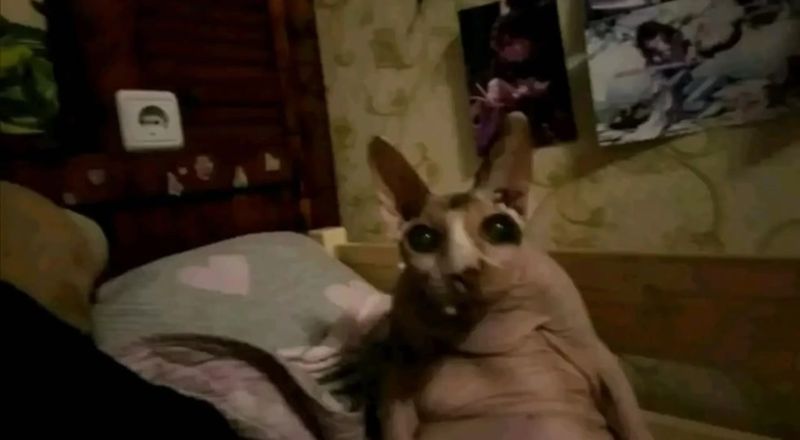 Уолтер уже не торт #breakingbad #walterwhite #cat #meme 