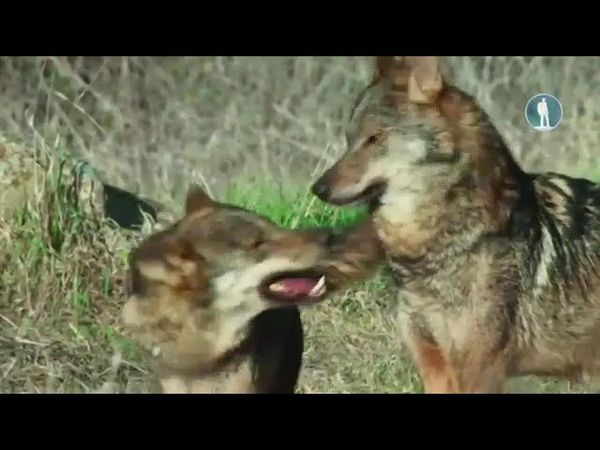 Фрагмент эфира (Моя планета, 21.08.2025)